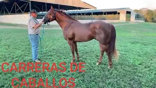 venta de potrillos y caballos finos de carreras