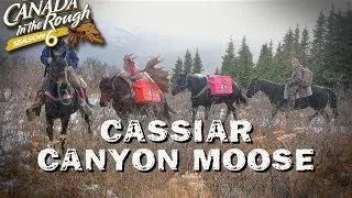 Cassiar Canyon Moose | Web Exclusive (HUGE BULL MOOSE!!!)