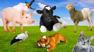 Baby farm animal moments: sheep, pig, cow, stork, dog, cat, parrot - Wild Animals