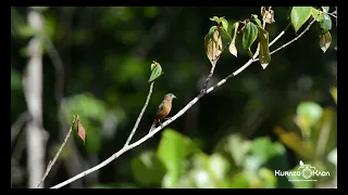 Sporophila angolensis (Curió) -  Chestnut-bellied Seed-Finch