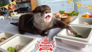 Otter Kotaro Birthday Buffet Party!