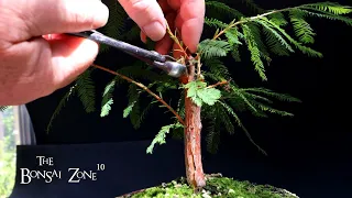 Pruning My Bald Cypress and More, The Bonsai Zone, Aug 2023