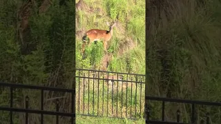 Mother Deer Protects Babies From Playful Dogs || ViralHog