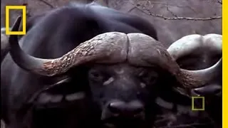 Black Mamba vs. Animal Kingdom | National Geographic
