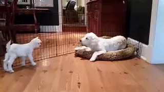 4 day old goat meets 4 month old puppy