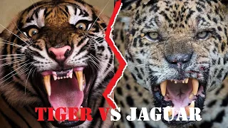 Tiger Vs Jaguar Fight | Tiger Vs Jaguar Fight To Death | Tiger Vs Jaguar Who Would Win