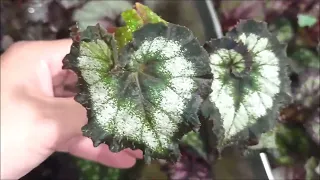 СТАРТЕРЫ остатки 🌺 Декоративных БЕГОНИЙ