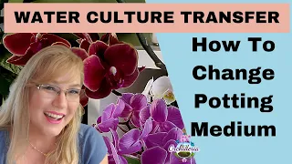 How To Successfully Transfer Orchids to Water Culture