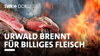 Der Urwald brennt für unser billiges Fleisch | SWR Doku