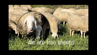 GREECE 🇬🇷 FREE assaf sheeps eat clover ☘️