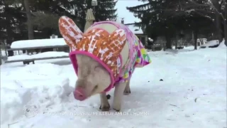 Le Monde de Jamy - Ces animaux si proches de nous !