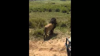 Lion with his wildebeest kill