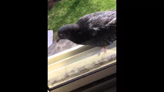Pigeon relentlessly attacks my window