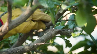 The Garden Gurus - Citrus Pruning