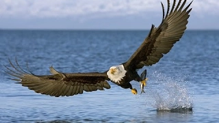 Documentaries - The American Bald Eagle - Documentary 2017