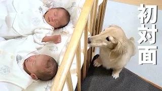 初めて双子の赤ちゃんに会った愛犬の反応が優しすぎました【ダックスフンド】