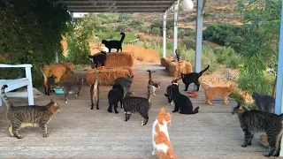 Get Paid To Take Care Of Cats On A Greek Island