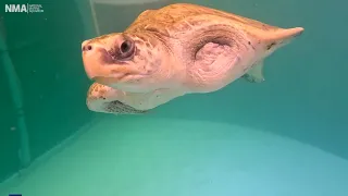 Meet Heidi, our new Olive Ridley Sea Turtle!