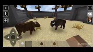 bison vs brown bull fight ❤️