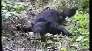 BLACK BEAR DEATH MOAN CONTROVERSY ON YOUTUBE!!!!!!!