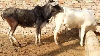 2.5 year white cow 3 year black bull sex meeting Animals lovers Rajasthan