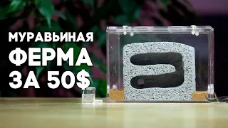 РАСПАКОВКА И ОБЗОР МУРАВЬИНОЙ ФЕРМЫ ЗА 50$ ИЗ АВСТРАЛИИ! СТОИТ ЛИ ТОГО?  Димон и пумба