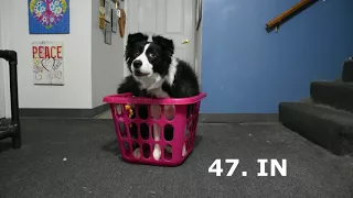 100 Dog Tricks by Luna