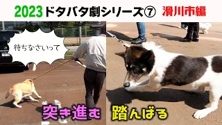 2023狂犬病予防注射会場のドタバタ劇⑦ 滑川市編