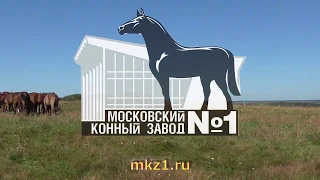 Презентация Аукциона 2018 на Московском конном заводе № 1