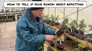 How to check if your Bonsai tree needs repotting