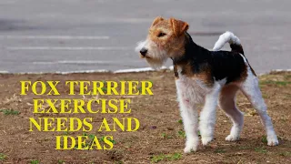 Wire and Smooth Fox Terrier Exercise Guide