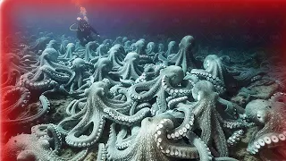 The Hidden Truth: What Happens at The Place Where Octopuses End Their Lives?