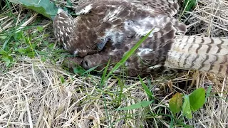 KingSnake Vs Hawk Surprise Snake winner