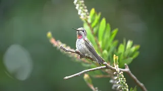 Anna's Hummingbird (Colibri) singing on a branch , relaxing sounds, outdoor sounds,nature