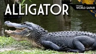 9 Alligator Fun Facts