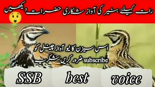 batair awaz raat ke liye,quail sound for night