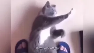 Kung fu animals Memes Collection