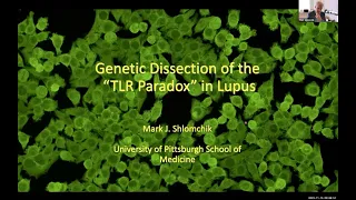 "Genetic Dissection of the TLR Paradox in SLE" by Dr. Mark Shlomchik