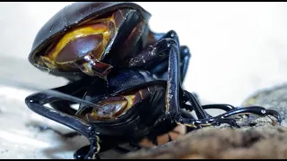 【4K/60fps】Excretion of Odontolabis Dalmanni　ダールマンツヤクワガタの排泄