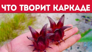 Польза и вред каркаде! Смотрите, что изменяется в организме после каркаде