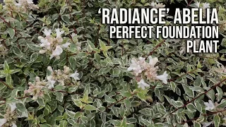 'Radiance' Abelia in 2 Minutes - Fragrant Flowering Evergreen