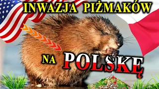 Inwazja Piżmaków na Europę i Polskę - Wojna z Norkami