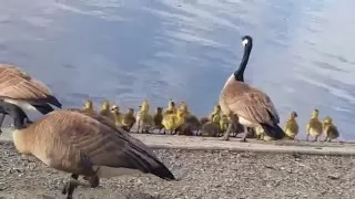 Lovely Canada goose babies sound