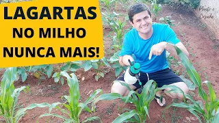 Como ACABAR com a LAGARTA do CARTUCHO do MILHO ORGÂNICO SEM USAR VENENO na horta (Ep196)