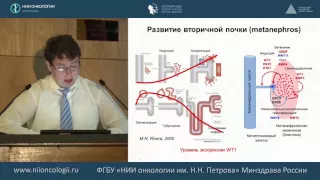 Роль молекулярно-генетических факторов в онкогенезе нефробластомы