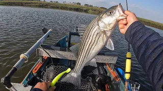 A little saltwater striper action