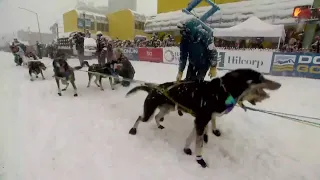 IDITAROD 2022 / CEREMONIAL START / QRILL PAWS LIVE