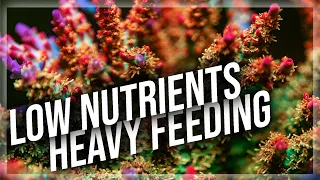 Nutrient Concepts in the SPS Reef Tank | Important Acropora nutrient concepts