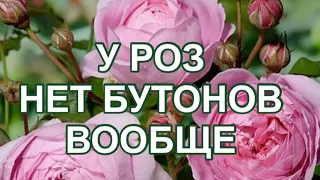 РОЗЫ. БУТОНОВ НЕТ ВООБЩЕ!