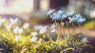 Fluttering Beauties: Stunning Butterflies on Blue Flowers with Relaxing Music